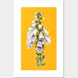 Foxglove Flower Posters and Art